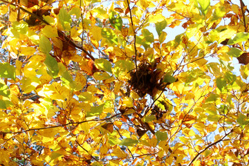 Beautiful yellow and green leaves in autumn. Trees with bright foliage in fall forest bottom view. Colorful foliage against the blue sky.