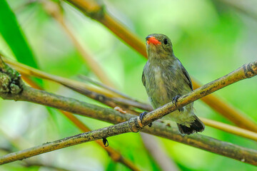 orange-bellied flowerpecker