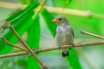 orange-bellied flowerpecker © Riadi