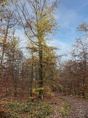 Der Naturpark Schönbuch zwischen Böblingen und Tübingen. Alte Dicke Eichen, Buchen und Laubbäume in Herbstfarben