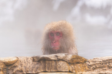 Naklejka premium 温泉に浸かるニホンザル【長野県・地獄谷野猿公苑】
