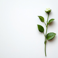 Obraz premium A delicate white rose on a plain background highlighting its elegant beauty.