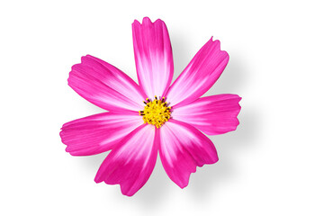 Cosmos flower blooming with shadow isolated on transparent background png file