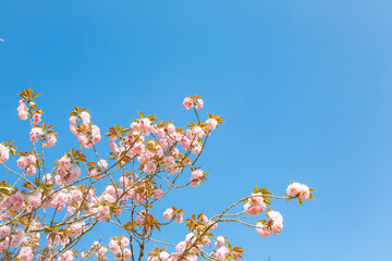 青空に八重桜 
