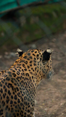 leopard in zoo