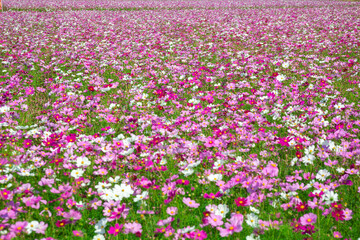 満開のコスモス
