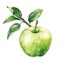 Water apple fruit watercolor clipart illustration