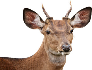 Obraz premium Young Deer Portrait Wildlife Animal Nature Photography Buck Antlers Fauna Mammal Forest Outdoors