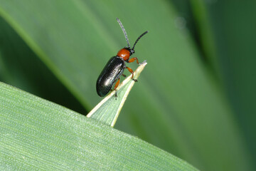 Rothalsiges Getreidehähnchen,  Oulema melanopus