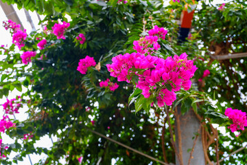 Garden with purple bougainvillea flowers