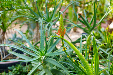 Close-up photo of orange aloe flower