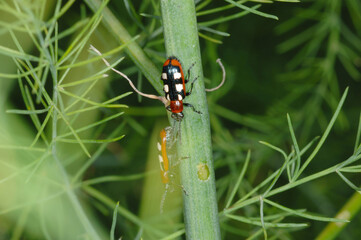 Spargelh&auml;hnchen, Crioceris asparagi L.