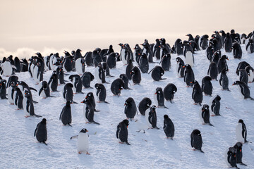 Gentoo penguins in Antarctica. Wild nature. Group of gentoo peng