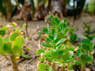 A cute pink succulent plant growing