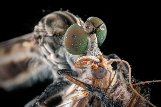 Closeup of robber fly with prey