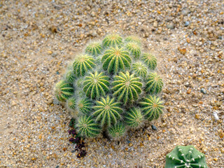 Cute cactus with fluffy thorns