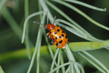 Zwölfpunkt-Spargelkäfer, Crioceris duodecimpunctata