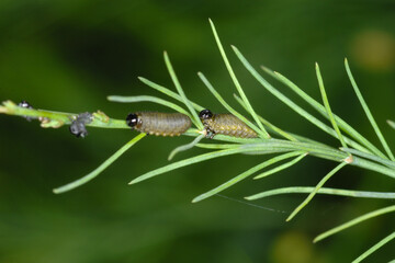 Spargelhähnchen, Crioceris asparagi L.