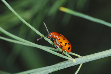 Zwölfpunkt-Spargelkäfer, Crioceris duodecimpunctata