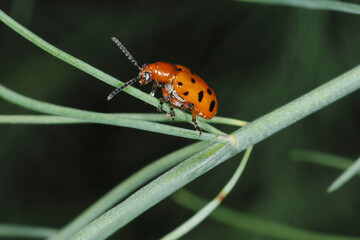 Zwölfpunkt-Spargelkäfer, Crioceris duodecimpunctata