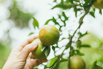 Orange organics orchard