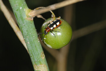 Spargelhähnchen, Crioceris asparagi L.