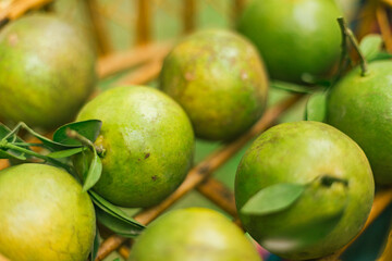 Orange organics orchard