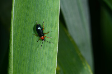 Fototapeta premium Rothalsiges Getreidehähnchen, Oulema melanopus