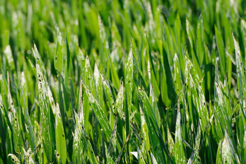 Getreidehähnchen, Rothalsiges, Oulema melanopus