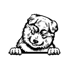 Peeking Puppy Alaskan Malamute - Dog Breed, Puppy Breed Vector File, detailed vector