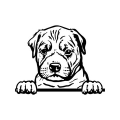 Peeking Puppy American Staffordshire Terrier - Dog Breed, Puppy Breed Vector File, detailed vector