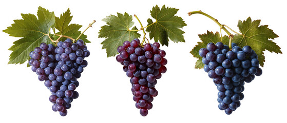 bunch of grapes isolated with a transparent background