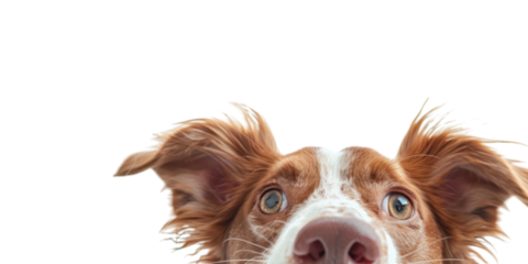 Curious Dog Portrait