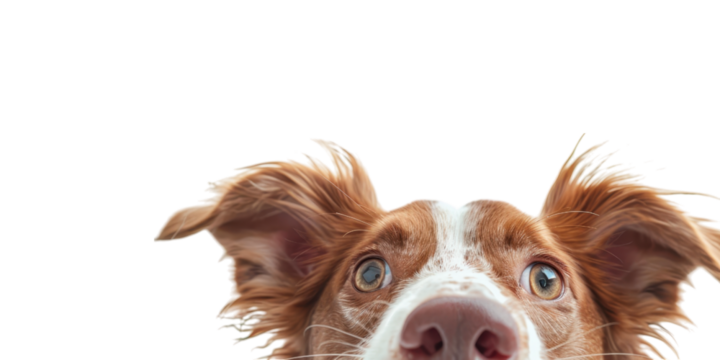 Curious Dog Portrait