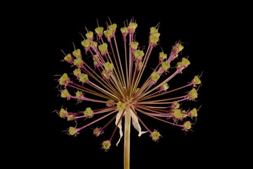 False Rosenbach Onion (Allium rosenorum). Infructescence Closeup