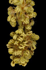 Common Oak (Quercus robur). Male Inflorescence Detail Closeup