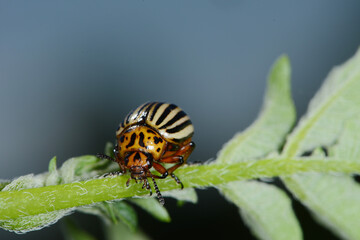Kartoffelkäfer,  Leptinotarsa decemlineata