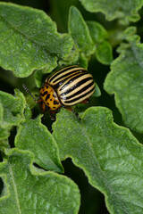 Kartoffelkäfer,  Leptinotarsa decemlineata