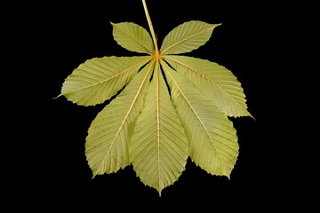 Horse-Chestnut (Aesculus hippocastanum). Leaf Closeup