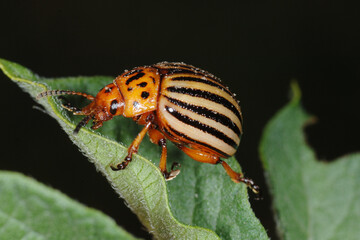 Kartoffelkäfer,  Leptinotarsa decemlineata