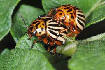 Kartoffelkäfer,  Leptinotarsa decemlineata