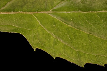 Eastern Purple Coneflower (Echinacea purpurea). Leaf Detail Closeup