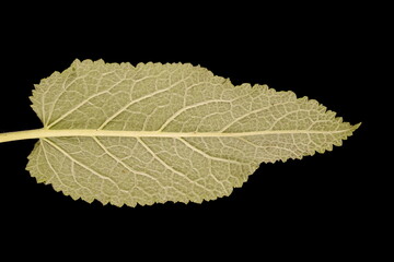 Balkan Clary (Salvia nemorosa). Leaf Closeup