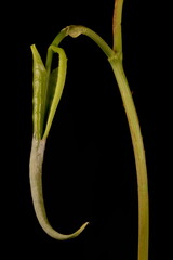 Sakhalin Knotweed (Reynoutria sachalinensis). Emerging Leaf Closeup