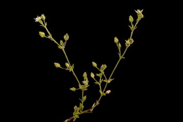 Thyme-Leaf Sandwort (Arenaria serpyllifolia). Habit