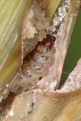 Maiszünsler,  Ostrinia nubilalis