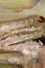 Maiszünsler,  Ostrinia nubilalis