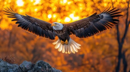 Fototapeta premium A majestic eagle spreads its wings against a vibrant sunset backdrop.