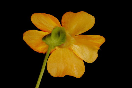 Black-Eyed Susan Vine (Thunbergia alata). Flower Closeup