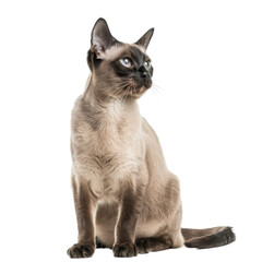 Elegant Thai Cat Portrait